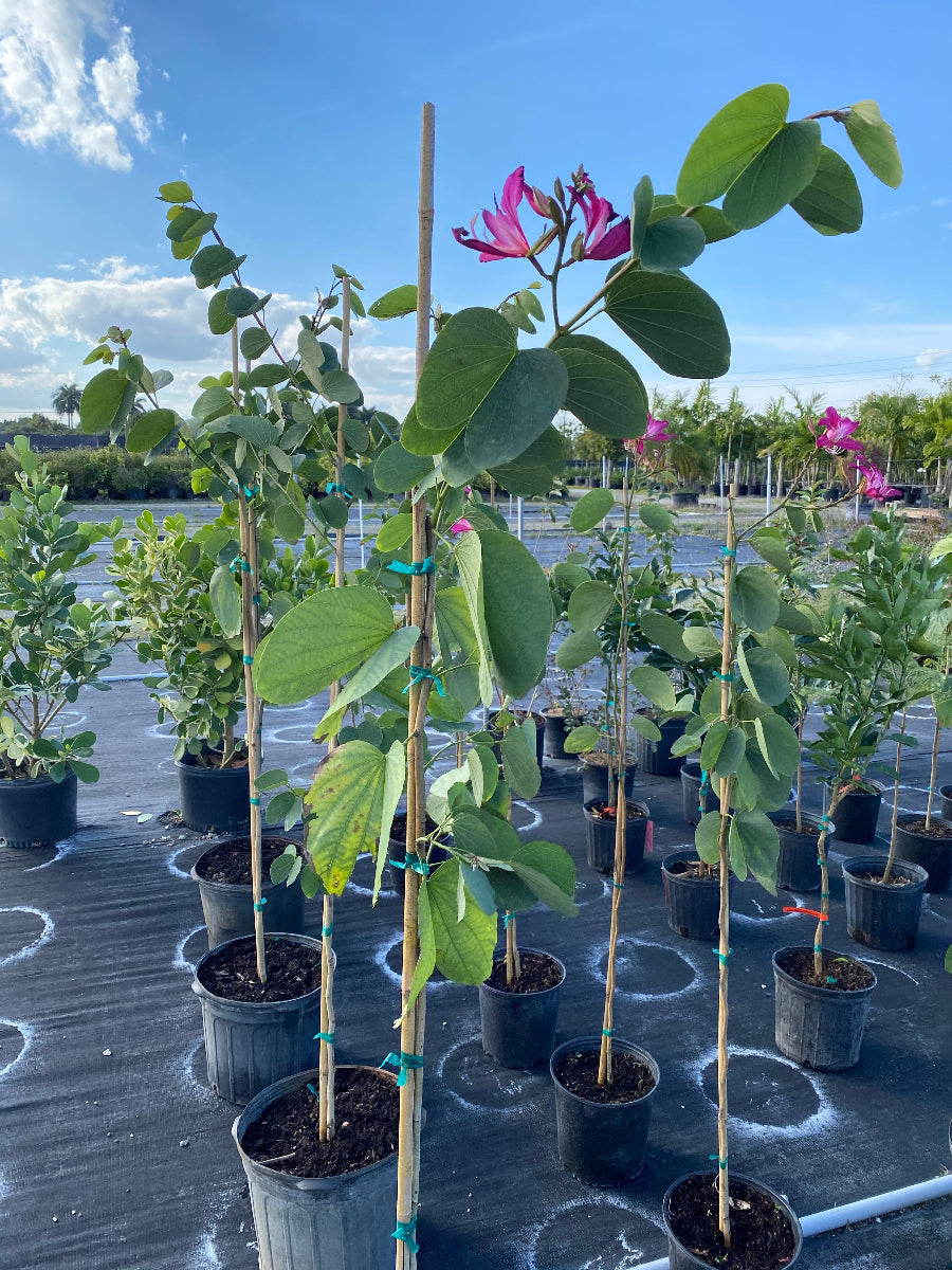 Young potted Hong Kong Orchid tree saplings in an outdoor nursery.