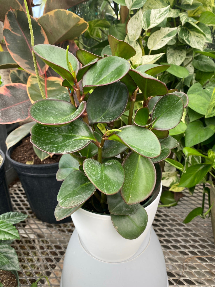 A potted Peperomia Red Edge Baby Rubber Plant