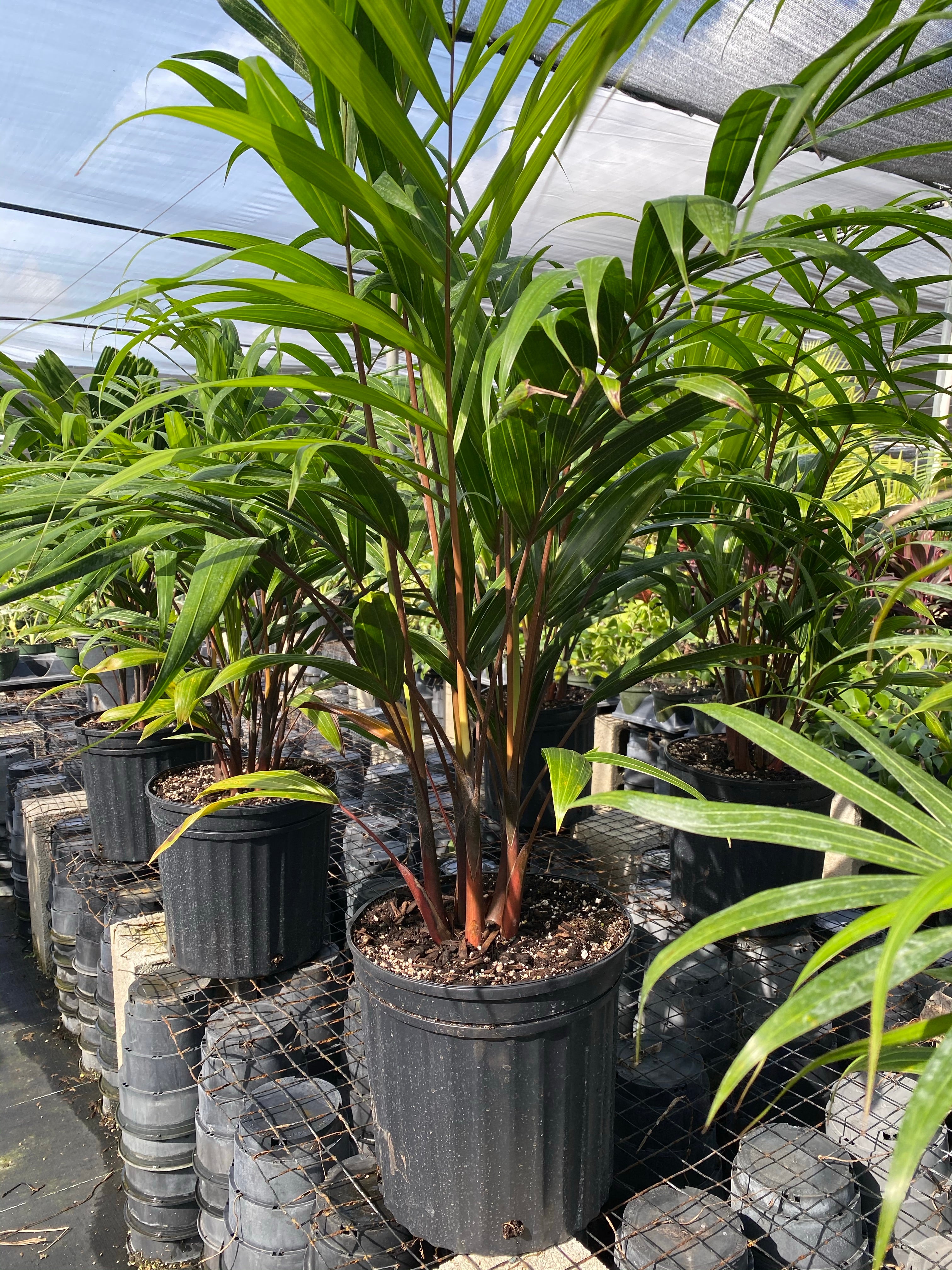 Cabada Palm, Exotic and Rare