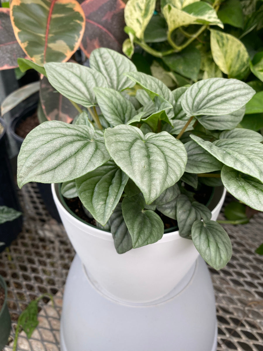 A potted Peperomia Frost featuring distinctive shimmery, silver-green heart-shaped leaves with dark green veins.