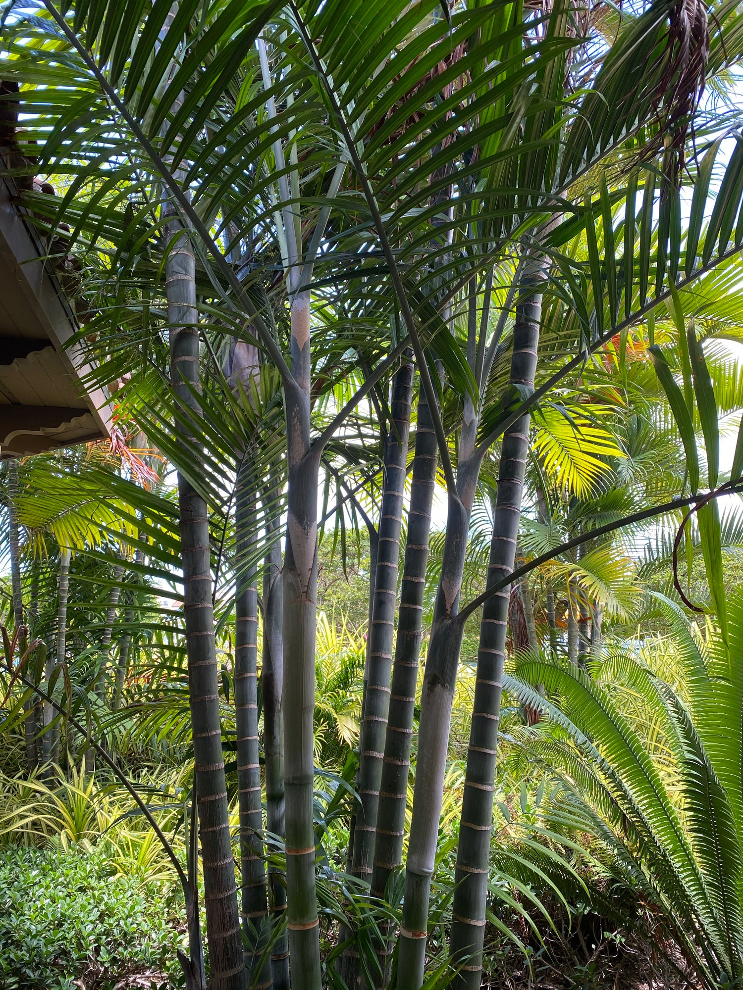 Cabada Palm, Exotic and Rare
