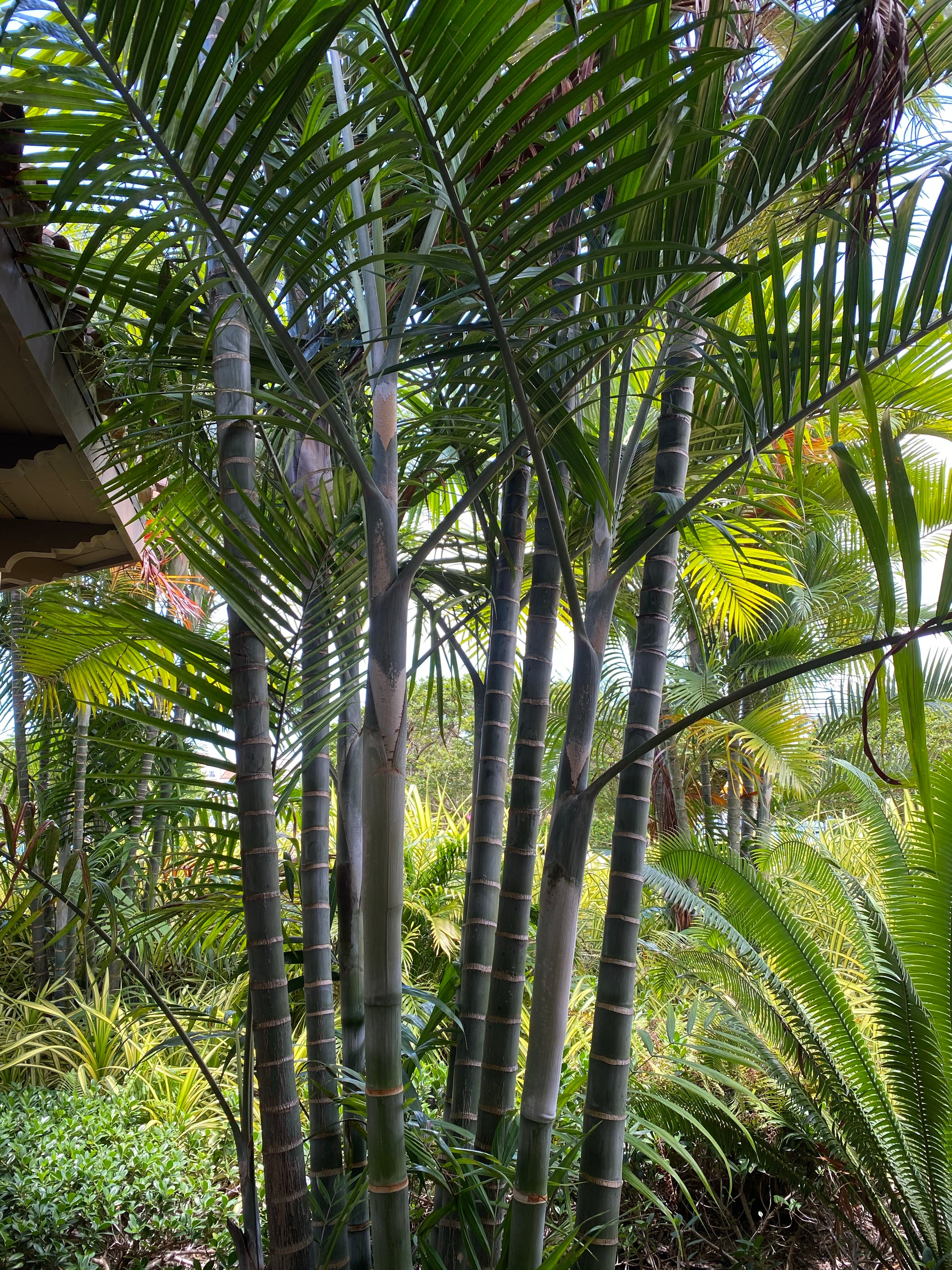 Cabada Palm, Exotic and Rare