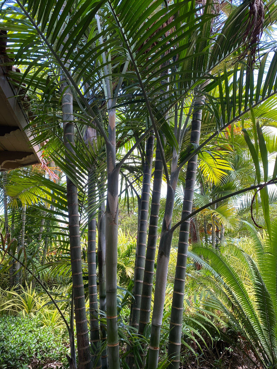 A potted Cabada Palm, an exotic and rare tropical plant featuring clustering slender green trunks and lush, feathery green fronds.