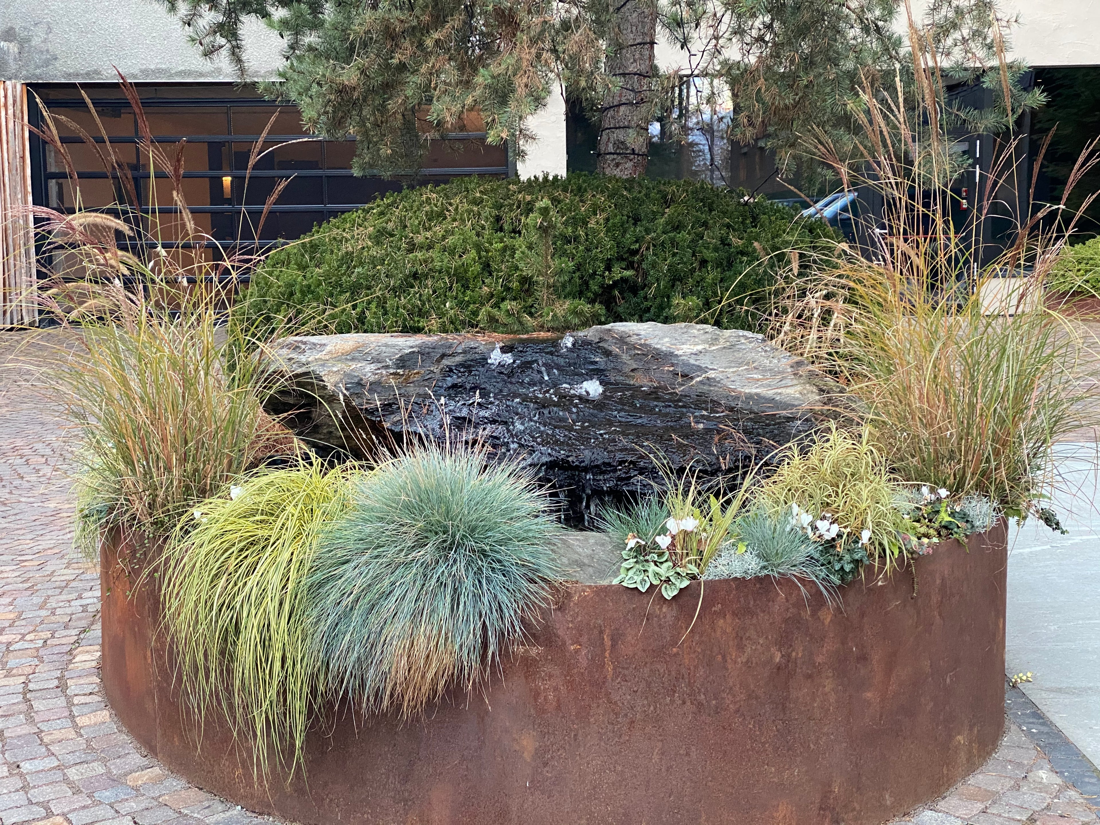 Red Fountain Grass
