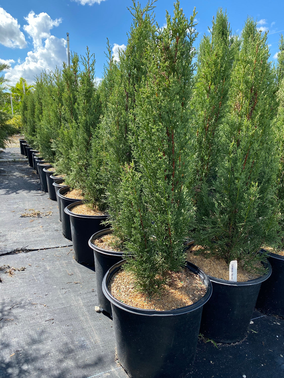 Medium Size Italian Cypress, Mediterranean Cypress Planted in Nursery Pot 2gal