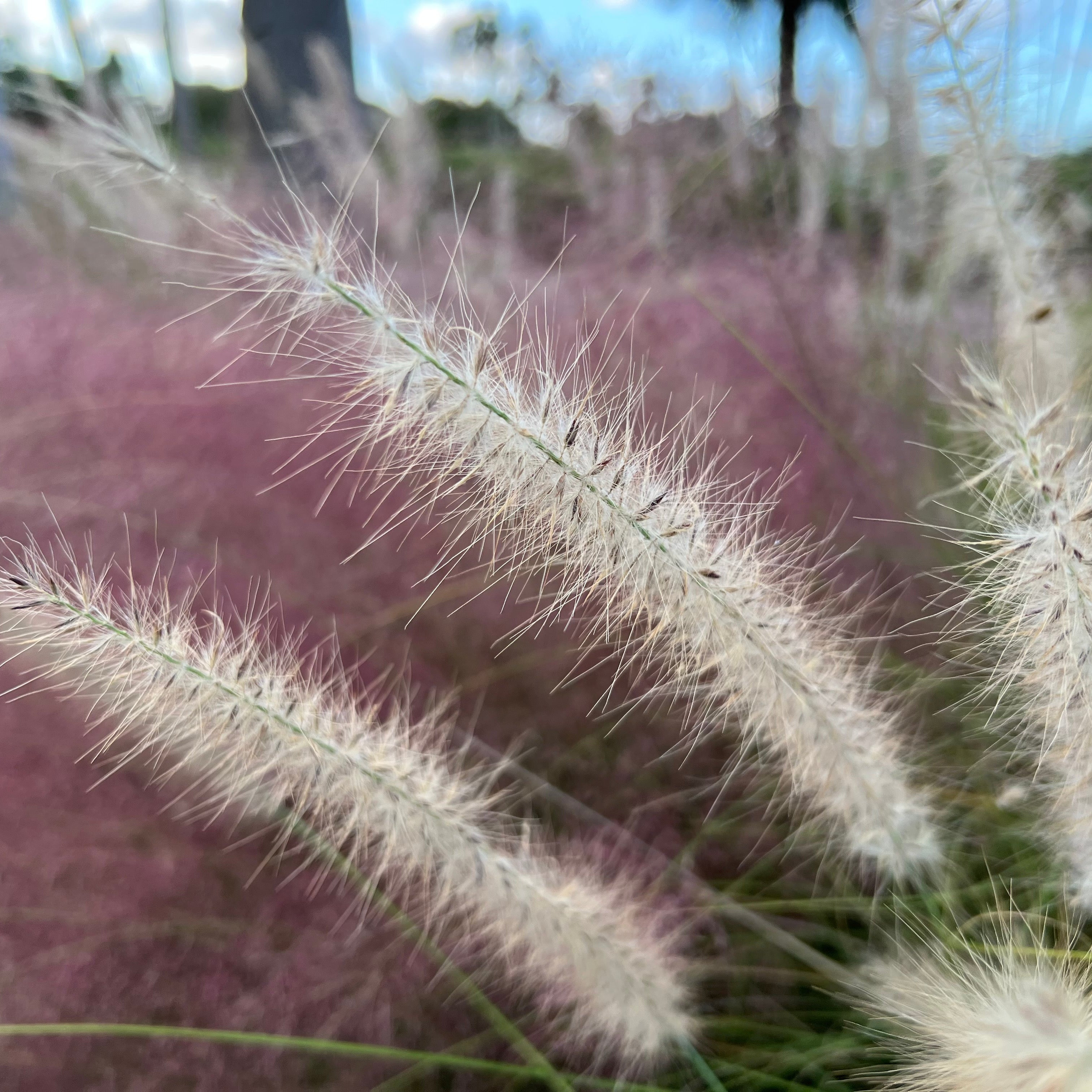 Pink muhly grass in bloom