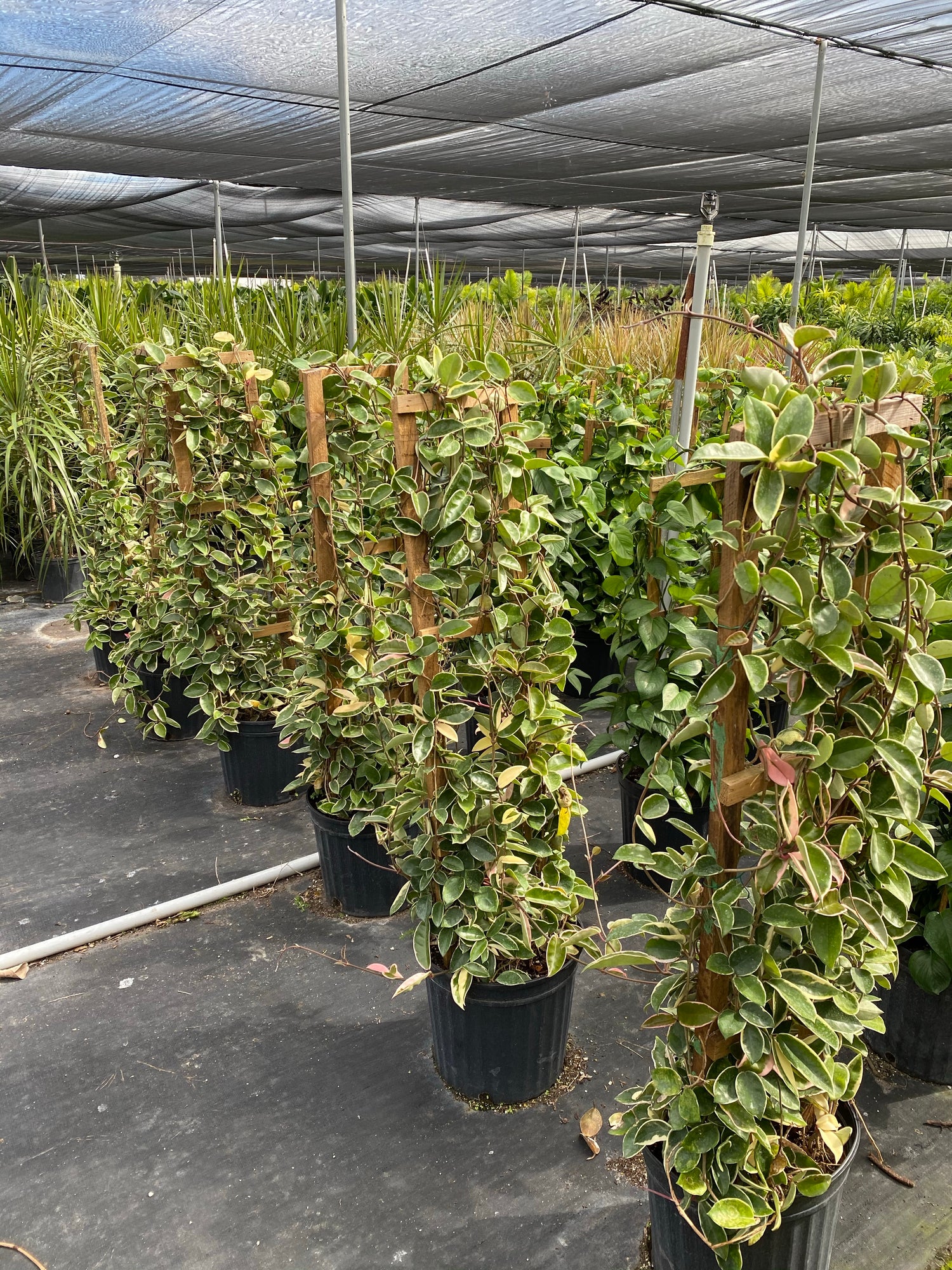 multiple Hoya Krimson Queen in Trellis, Hoya Carnosa Variegated