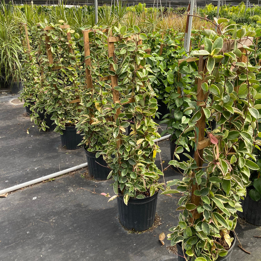 multiple Hoya Krimson Queen in Trellis, Hoya Carnosa Variegated