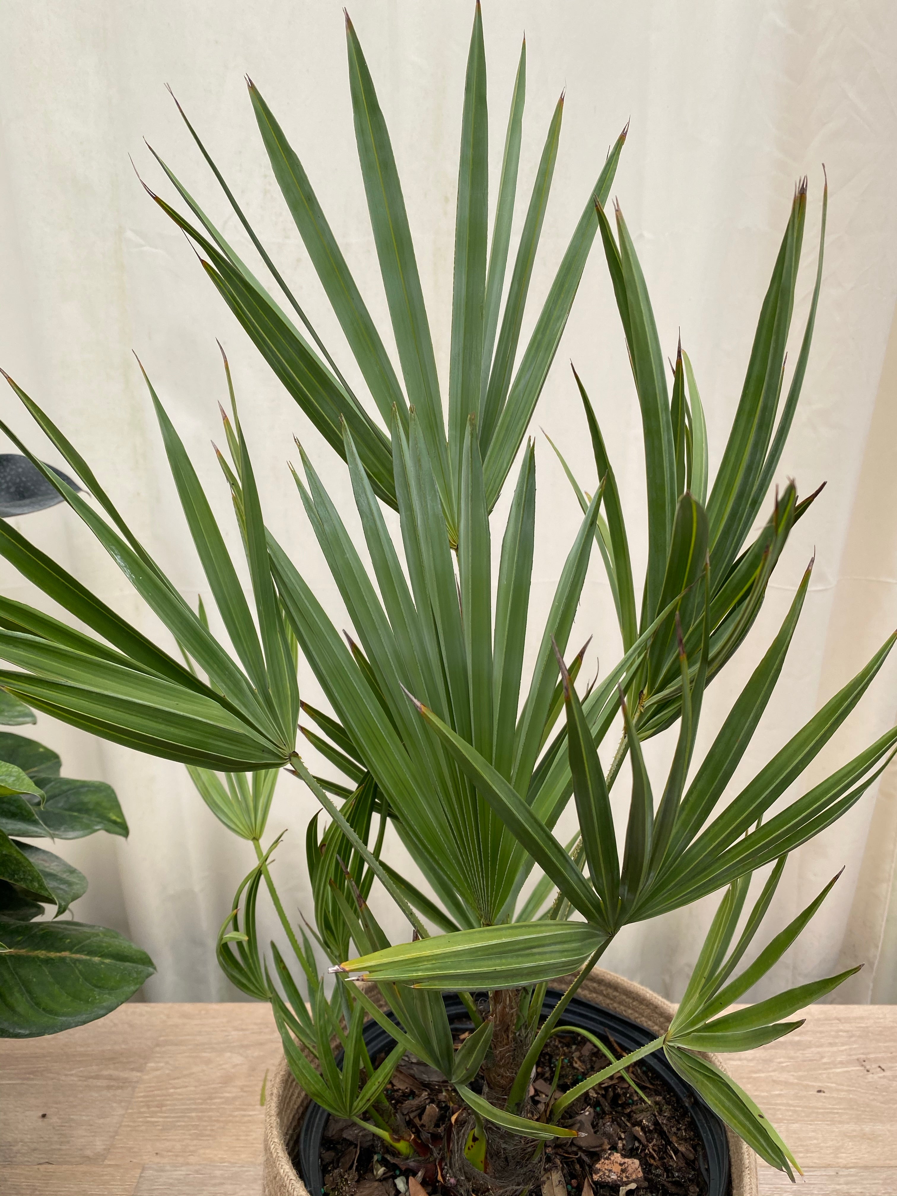 Silver Saw Palmetto, Georgia Silver inside home close view