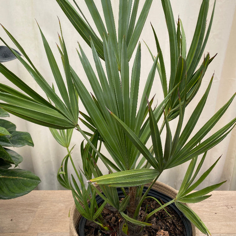Silver Saw Palmetto, Georgia Silver inside home close view
