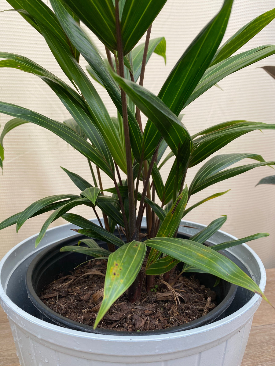 A potted Cabada Palm, an exotic and rare tropical plant featuring clustering dark stems and lush green fronds