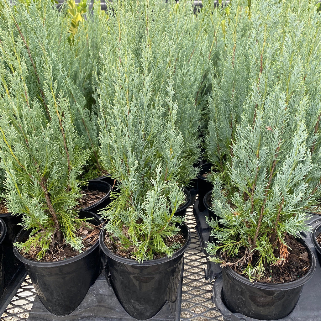 Wichita Blue, Rocky Mountain Juniper 6in pot in trays