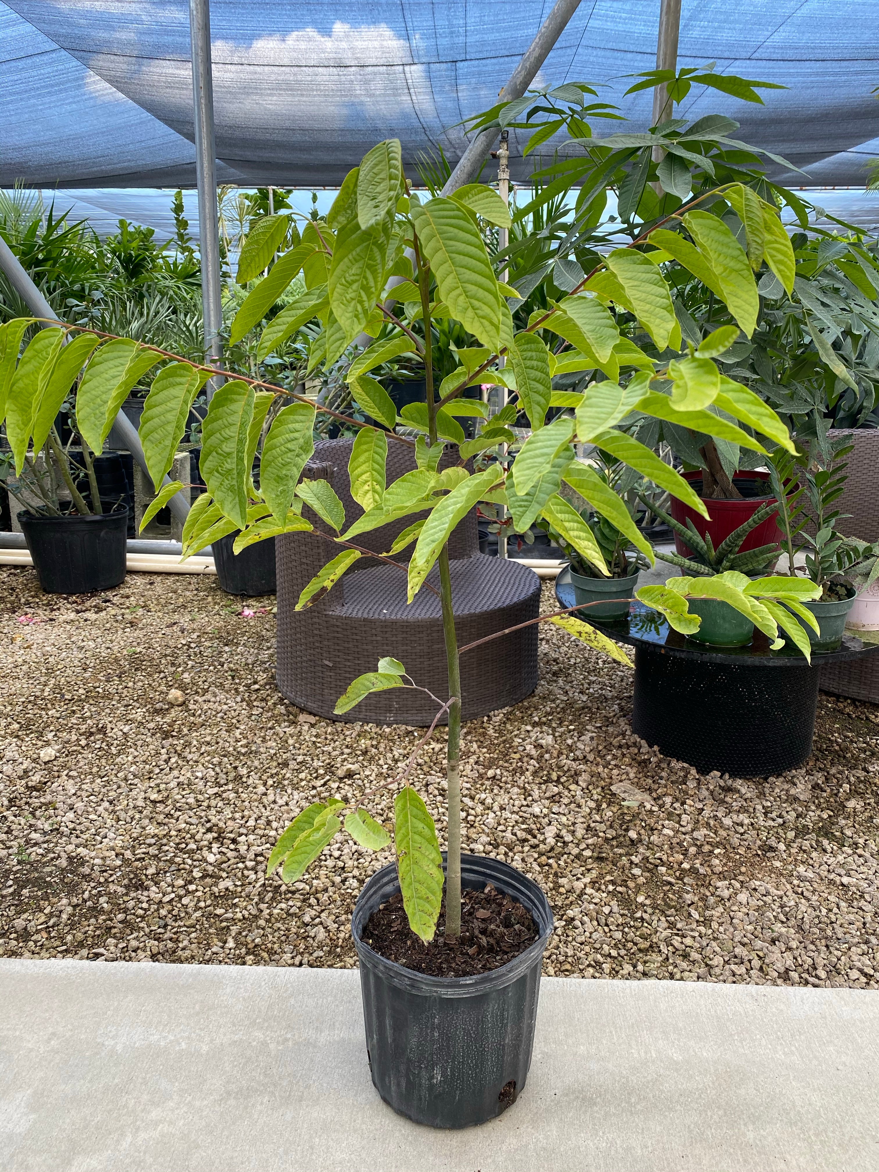 Ylang-ylang Cananga Odorata Flower Tree