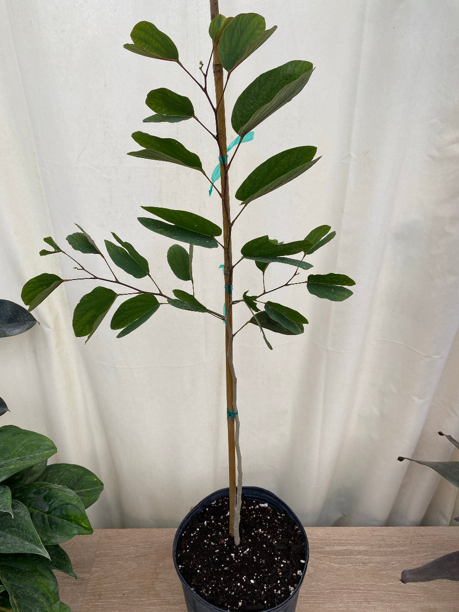 A young Hong Kong Orchid tree sapling featuring its signature green leaves, growing in a black nursery pot
