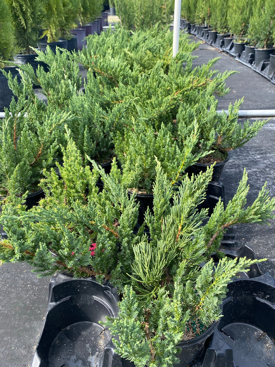 A Parsonii Juniper Shrub with dense, textured green foliage.