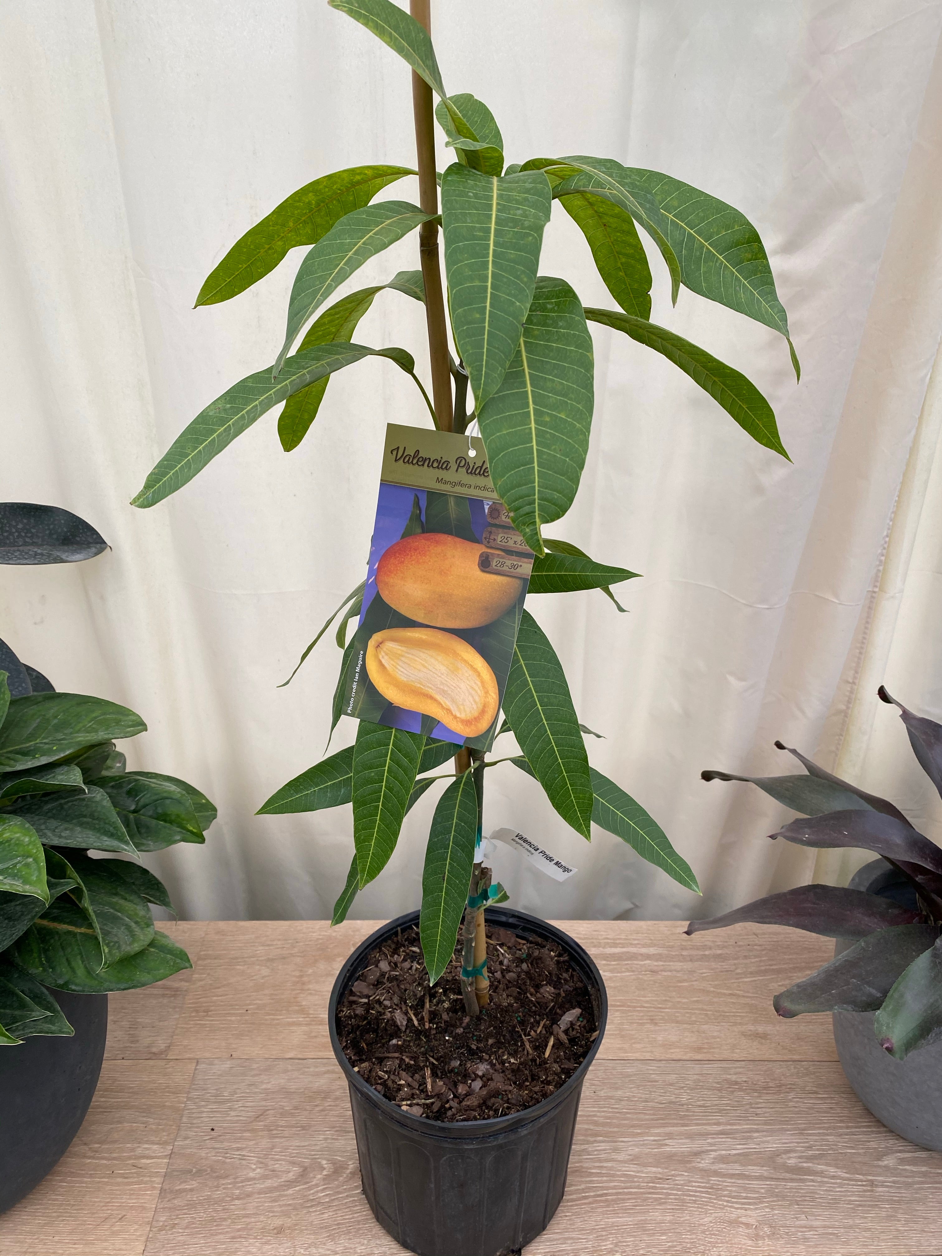 Valencia Pride Mango Fruit Tree, Mangifera indica