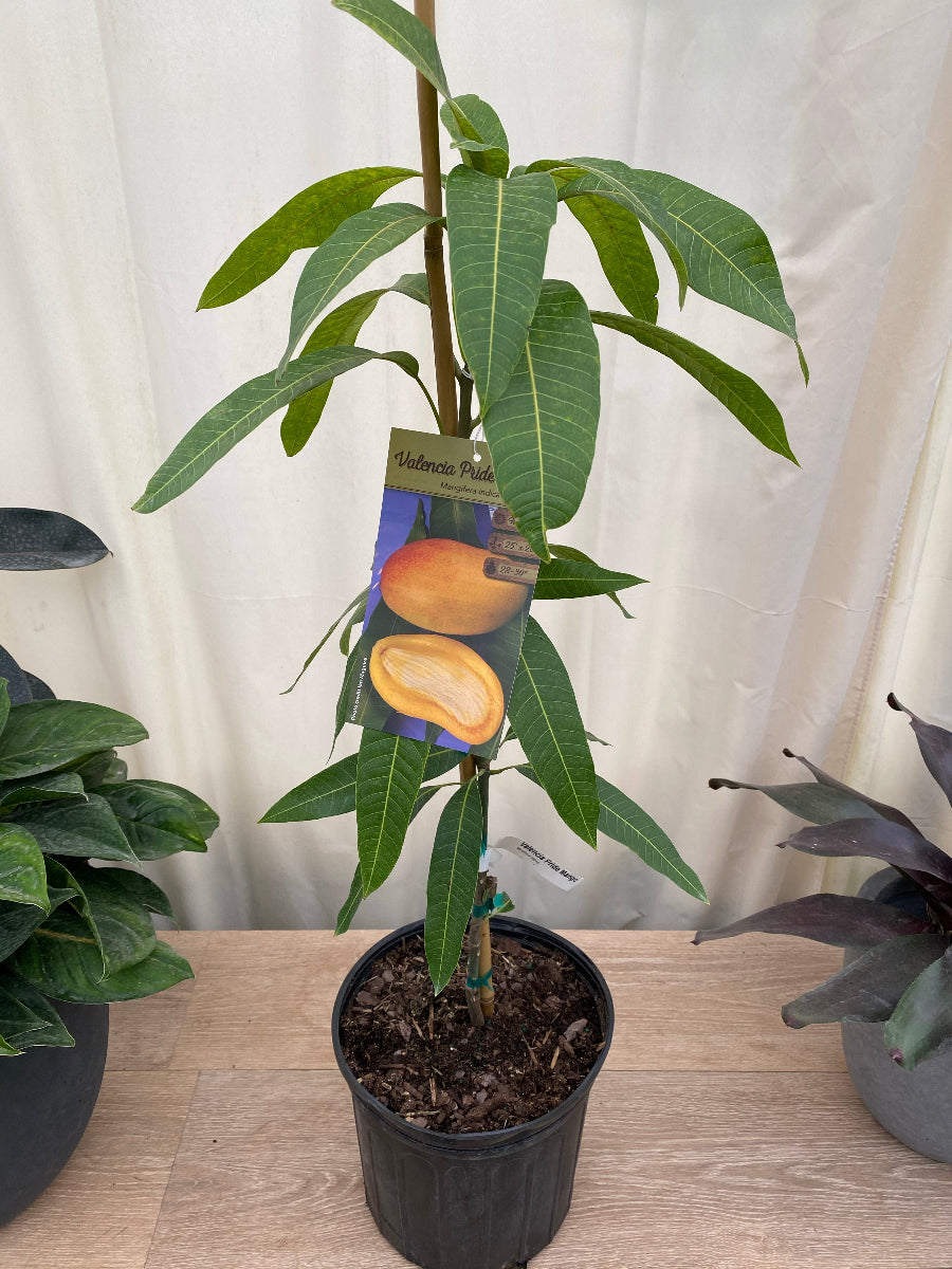 Young Valencia Pride Mango tree sapling in a black nursery pot.