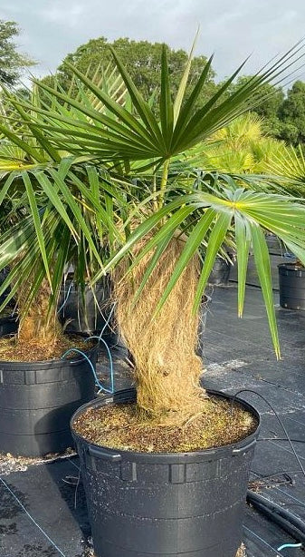 Old Man Palm, Rare and Exotic Palma Petate in a black pot