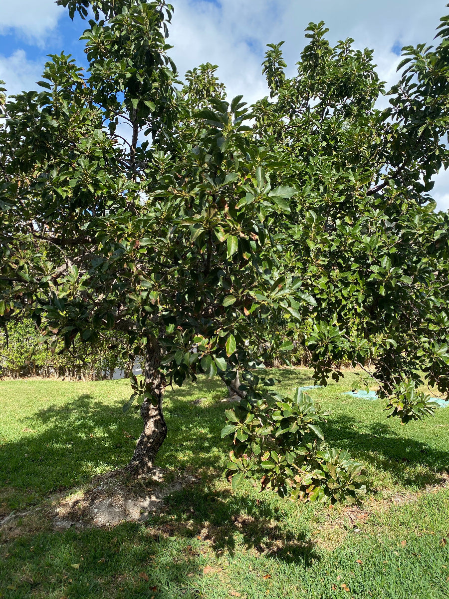 A healthy Hass Avocado Tree (Persea Americana) standing outdoors, showcasing a dense canopy of large, broad green leaves