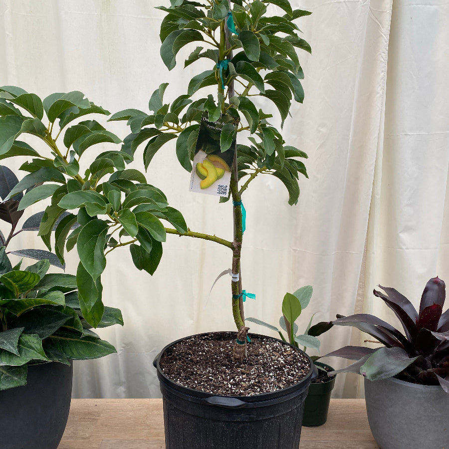 Avocado Fruit Tree Cold Hardy, Persea Americana