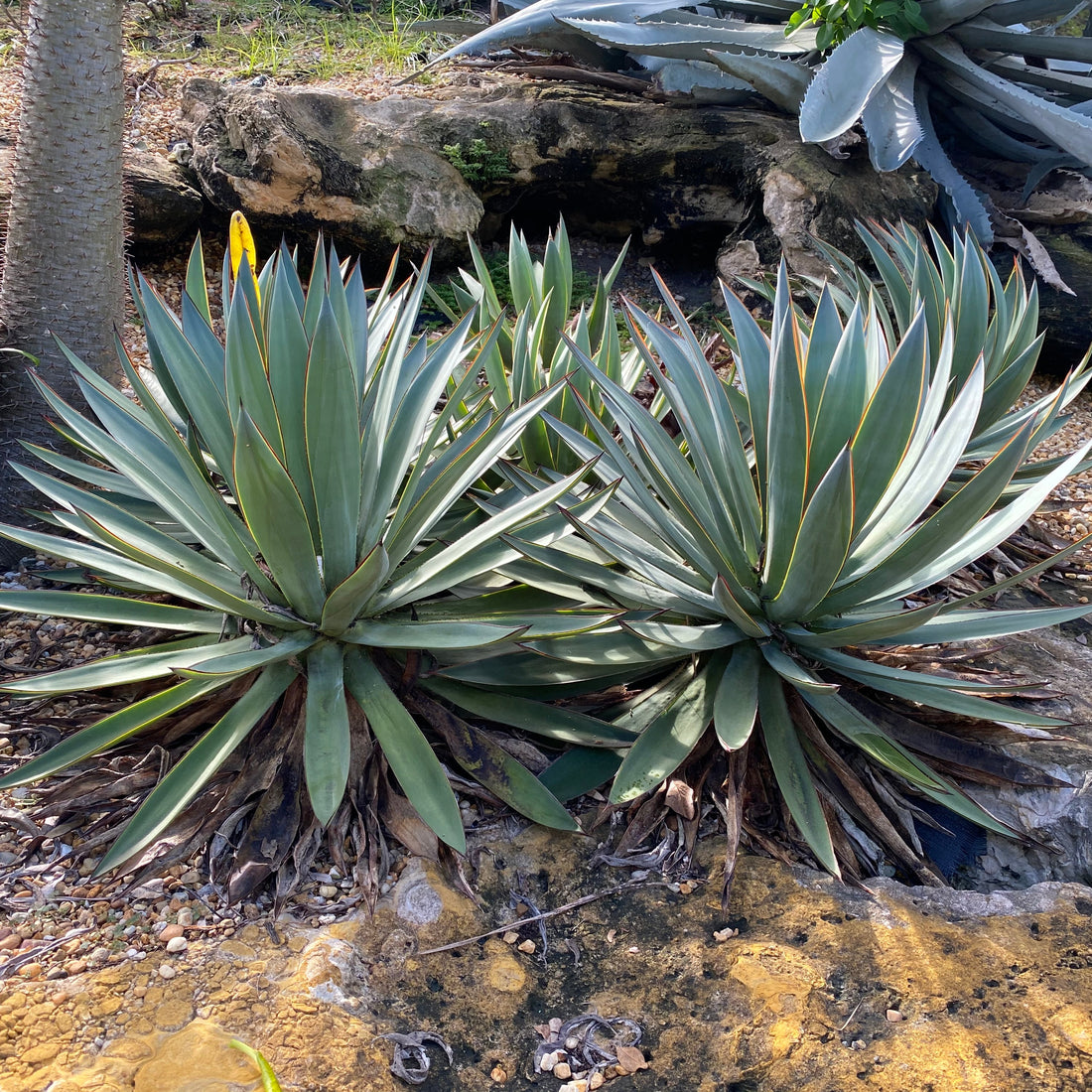 Agave Blue Glow Planted in a Desert Garden surrounded by Rocks