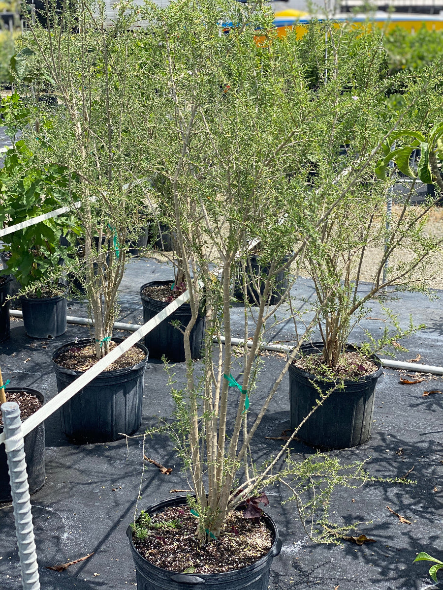 Several potted young trees with slender trunks and green foliage in black nursery pots