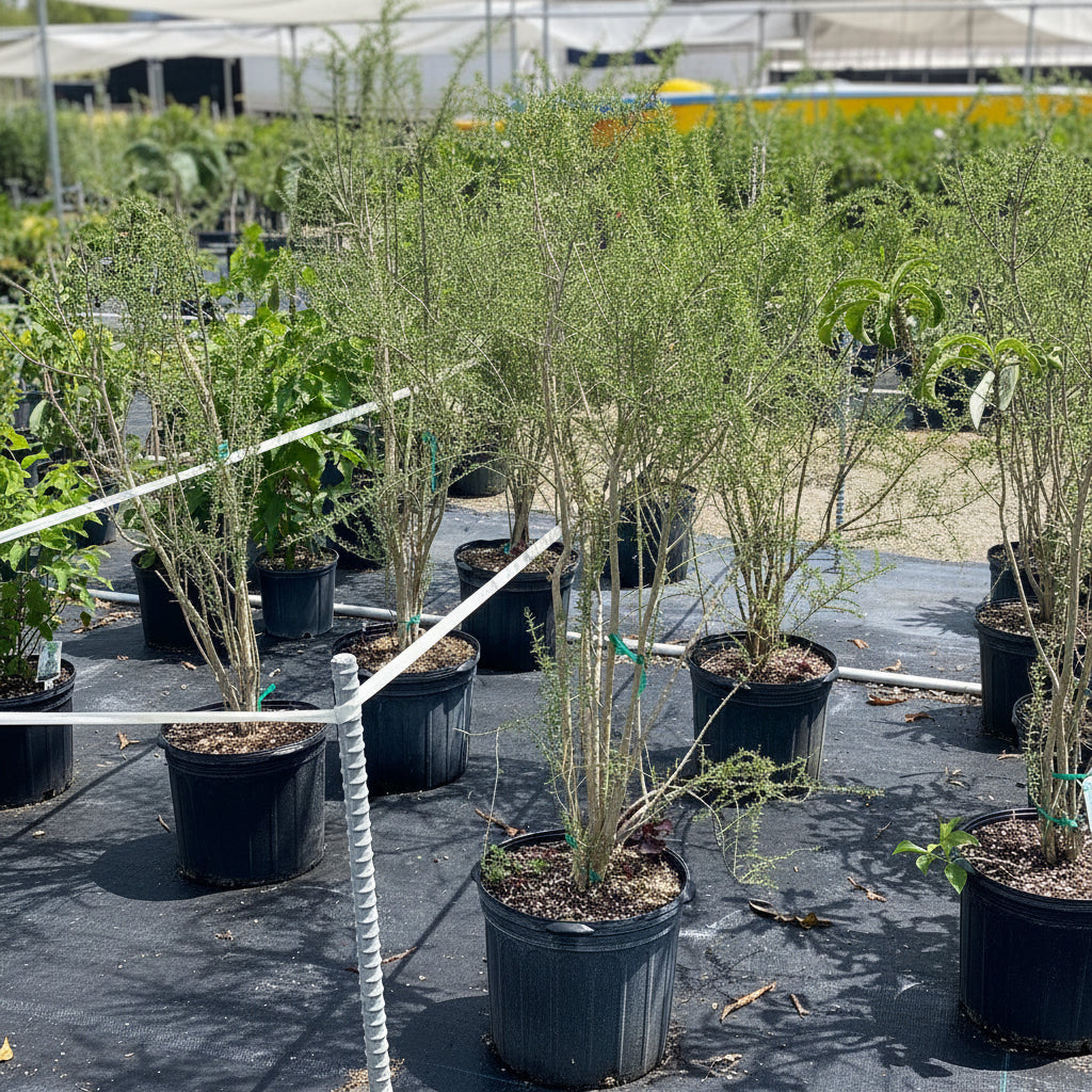 Several potted young trees with slender trunks and green foliage in black nursery pots