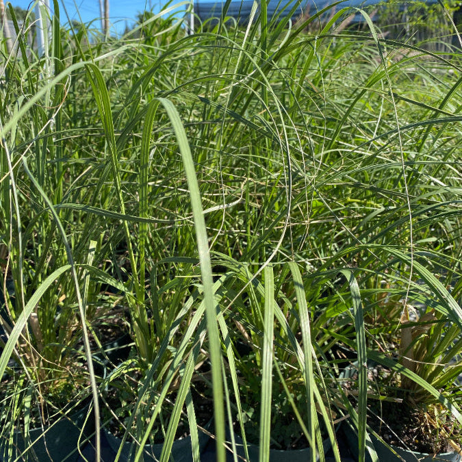 closeup view of White Pampas Grass