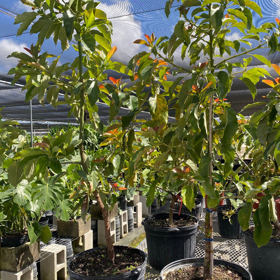 A potted young avocado tree with green and reddish leaves in a black nursery pot, standing on a metal grid floor inside a greenhouse among other potted plants.