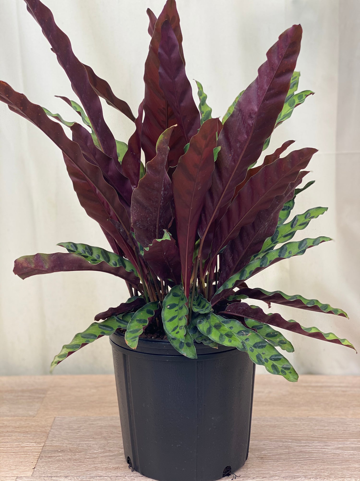 Calathea RattleSnake Prayer Plants