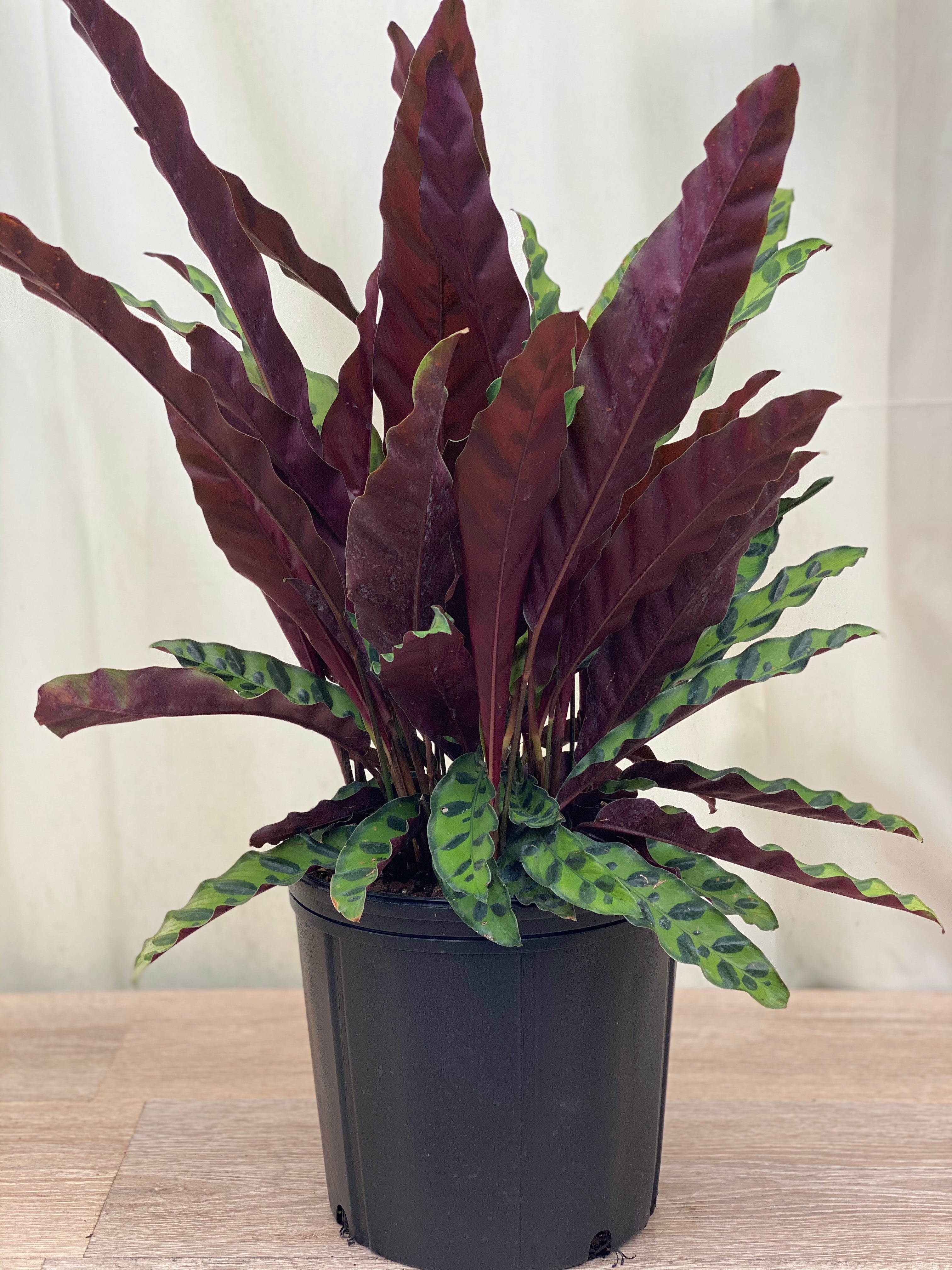Calathea RattleSnake Prayer Plants