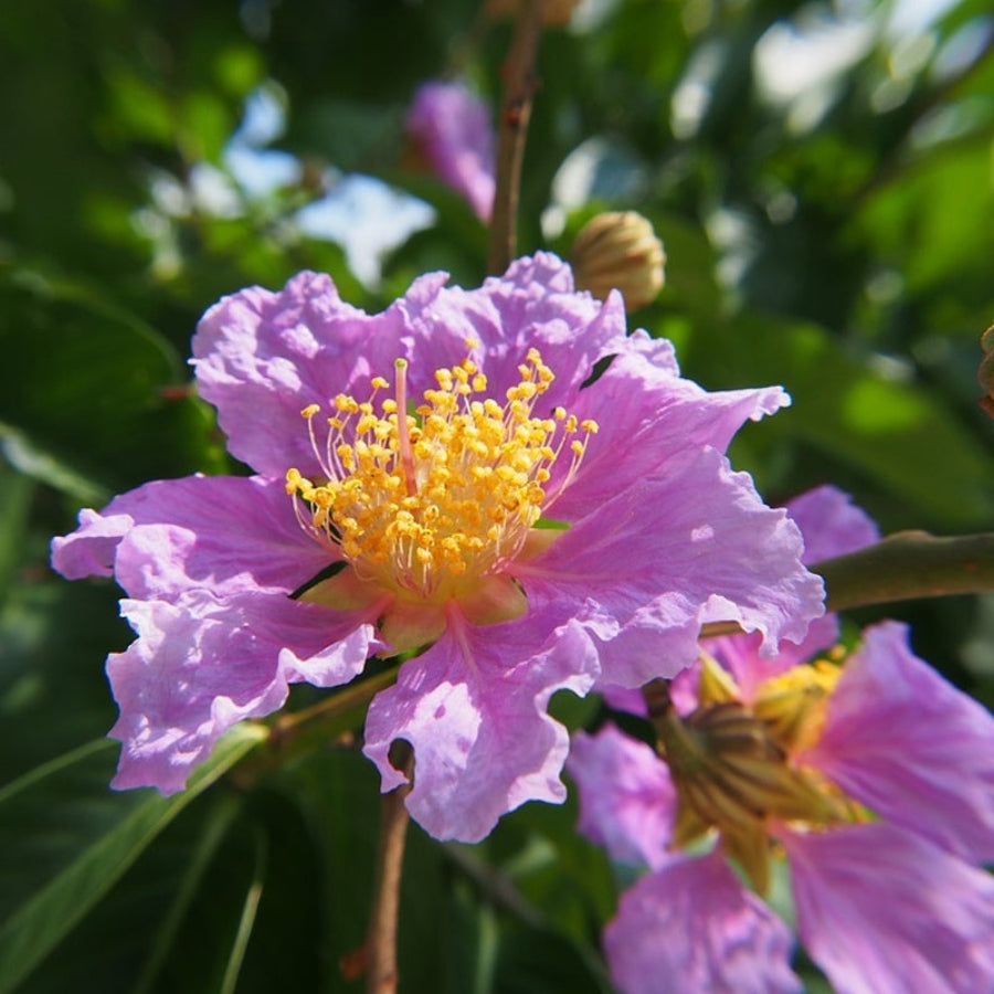 Close-up of a light purple Muskogee Crape Myrtle flower