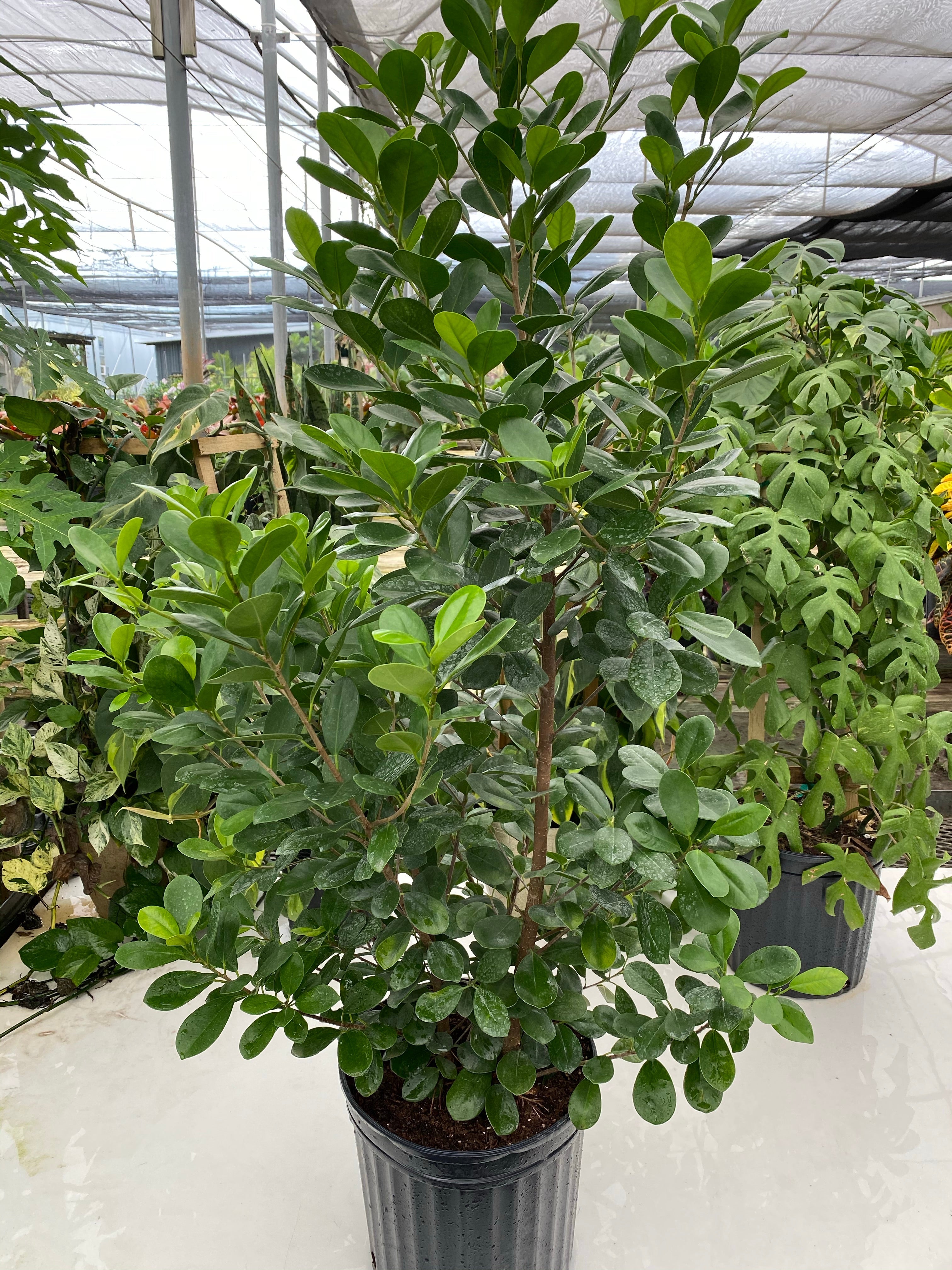 leaves of Ficus Green Island, Ficus Microcarpa