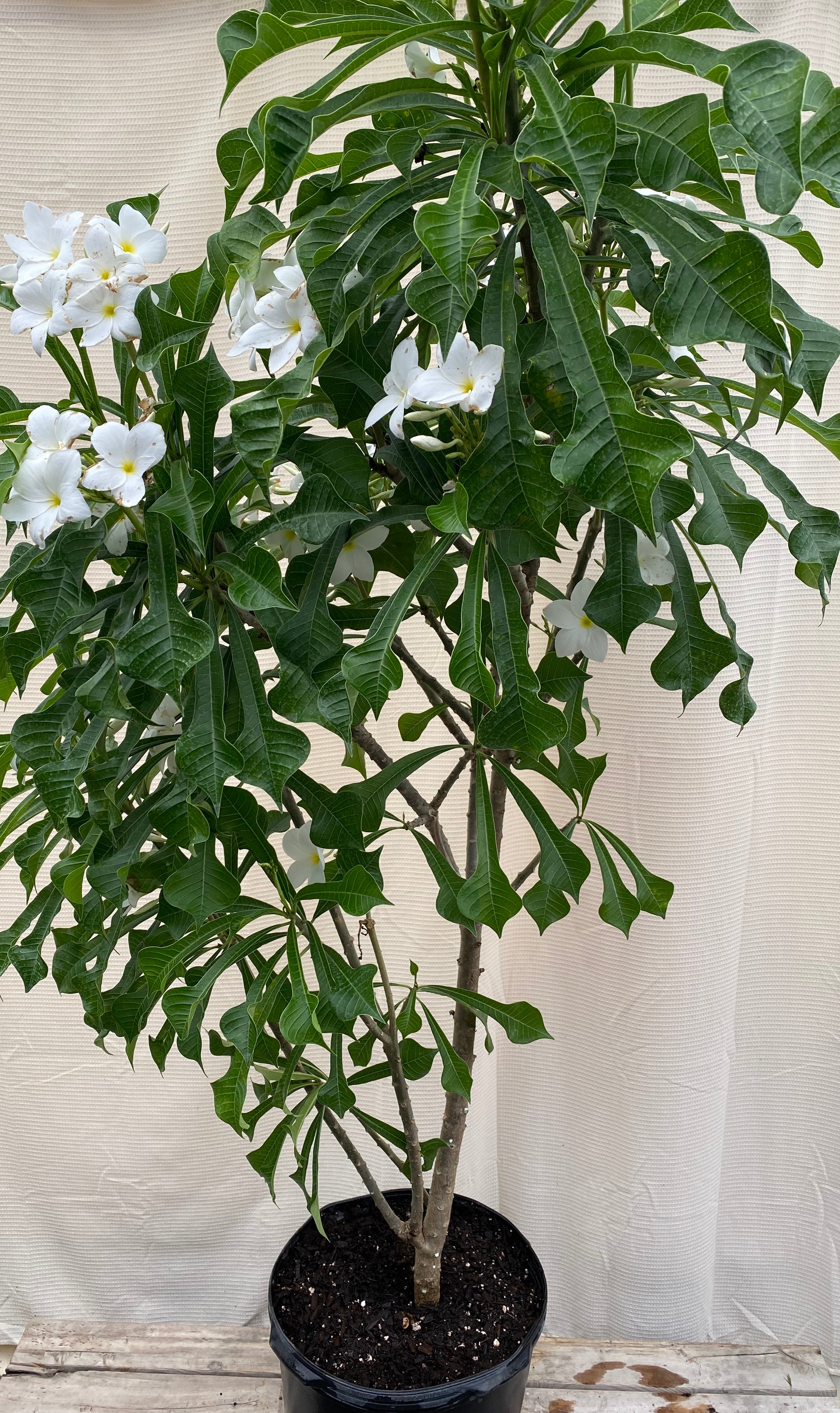 Bridal Bouquet Plumeria Flowering Tree