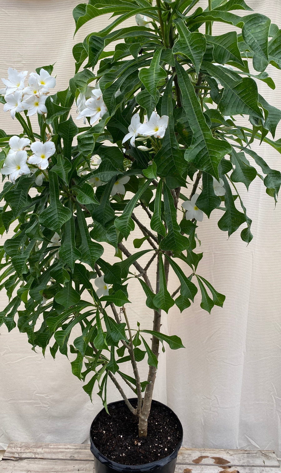 Young Bridal Bouquet Plumeria White Flowering Tree in a 5 gallon black nursery pot, featuring a lush canopy of elongated glossy green foliage and vibrant clusters of delicate white blooms, standing on a wooden surface against a white fabric backdrop, showcasing its potential as a stunning tropical focal point and ornamental garden feature.