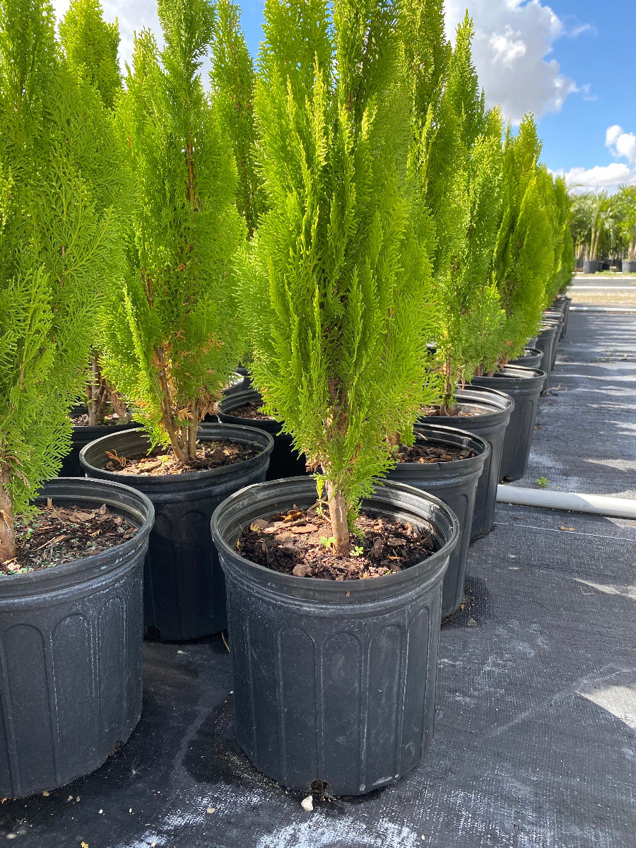 A Bercksman Golden Arborvitae shrub with bright yellow-green foliage.