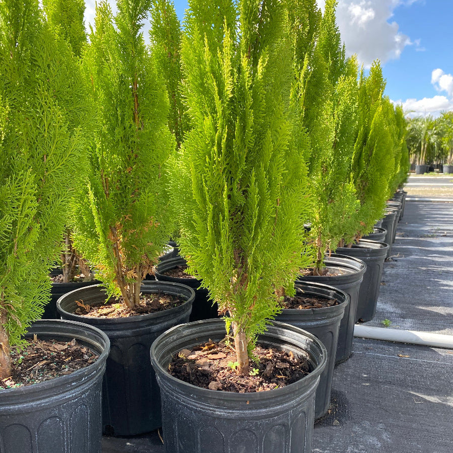 A Bercksman Golden Arborvitae shrub with bright yellow-green foliage.