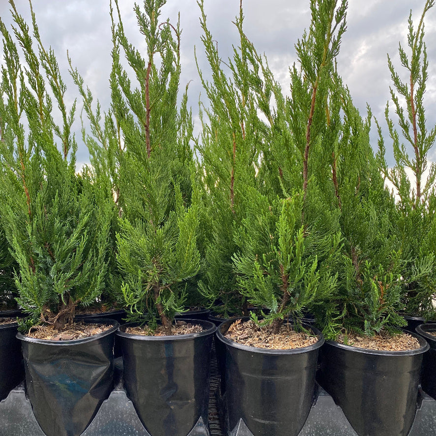 Hollywood Juniper Juniperus Chinensis Torulosa in 6in pot in trays