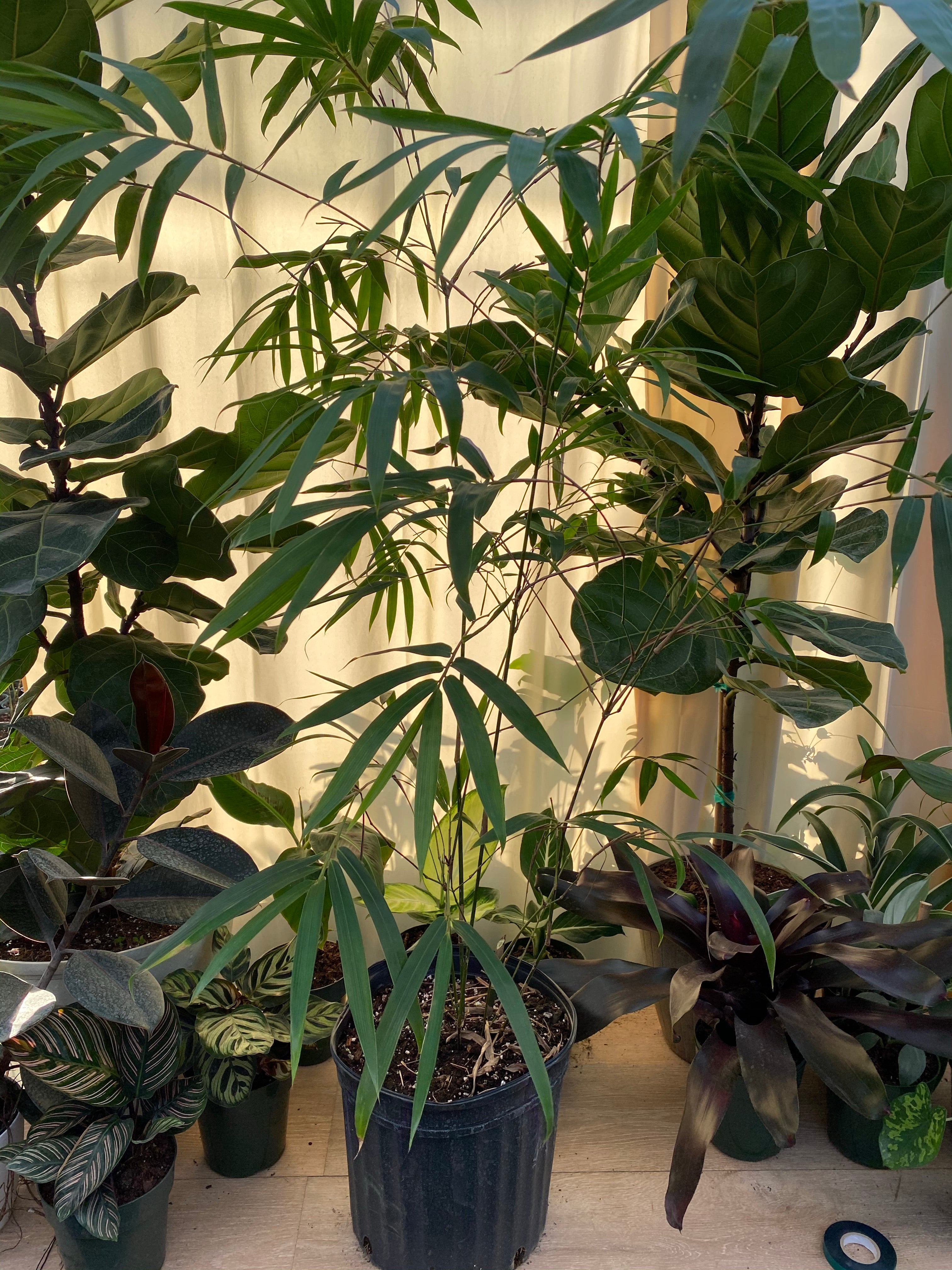 front view of Golden Goddess Bamboo, Bambusa multiplex in a pot