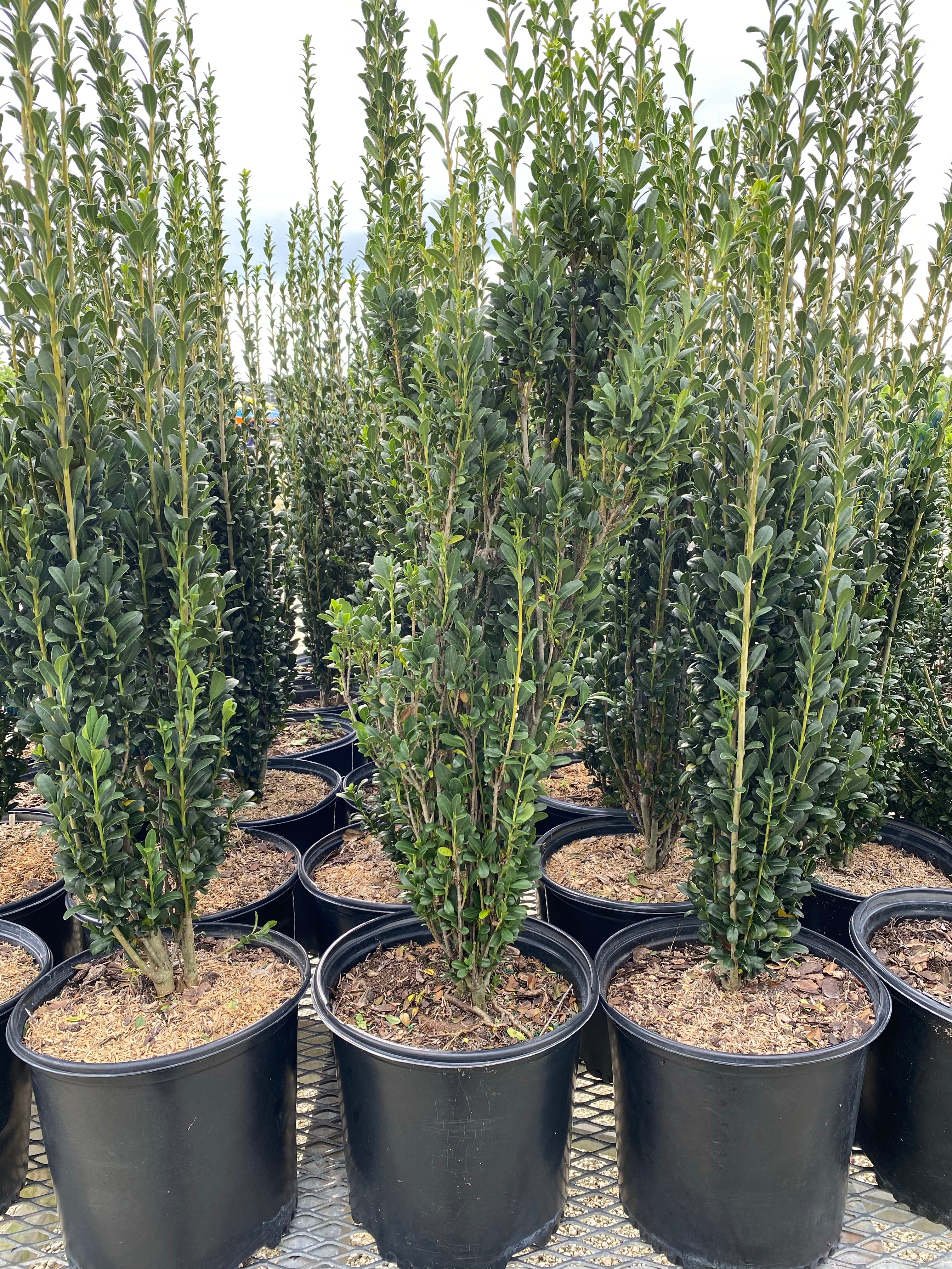 Ilex crenata &