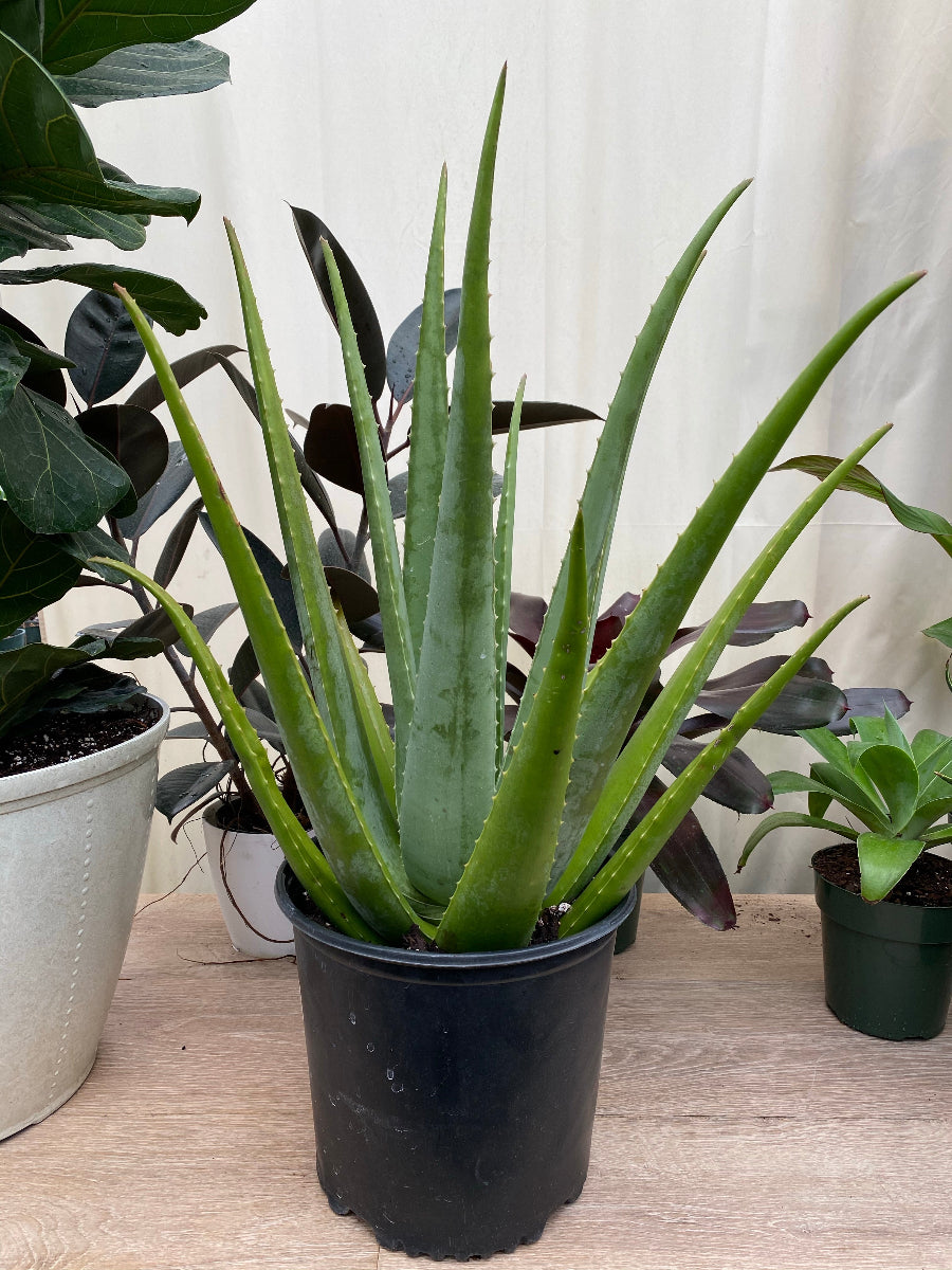 A potted Aloe Vera plant in a black nursery pot.