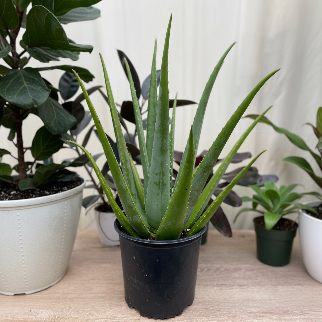 A potted Aloe Vera plant in a black nursery pot.