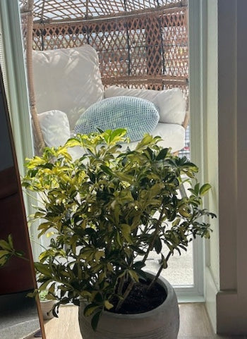 Trinette Arbaricola, Umbrella Tree Live Plant front of window