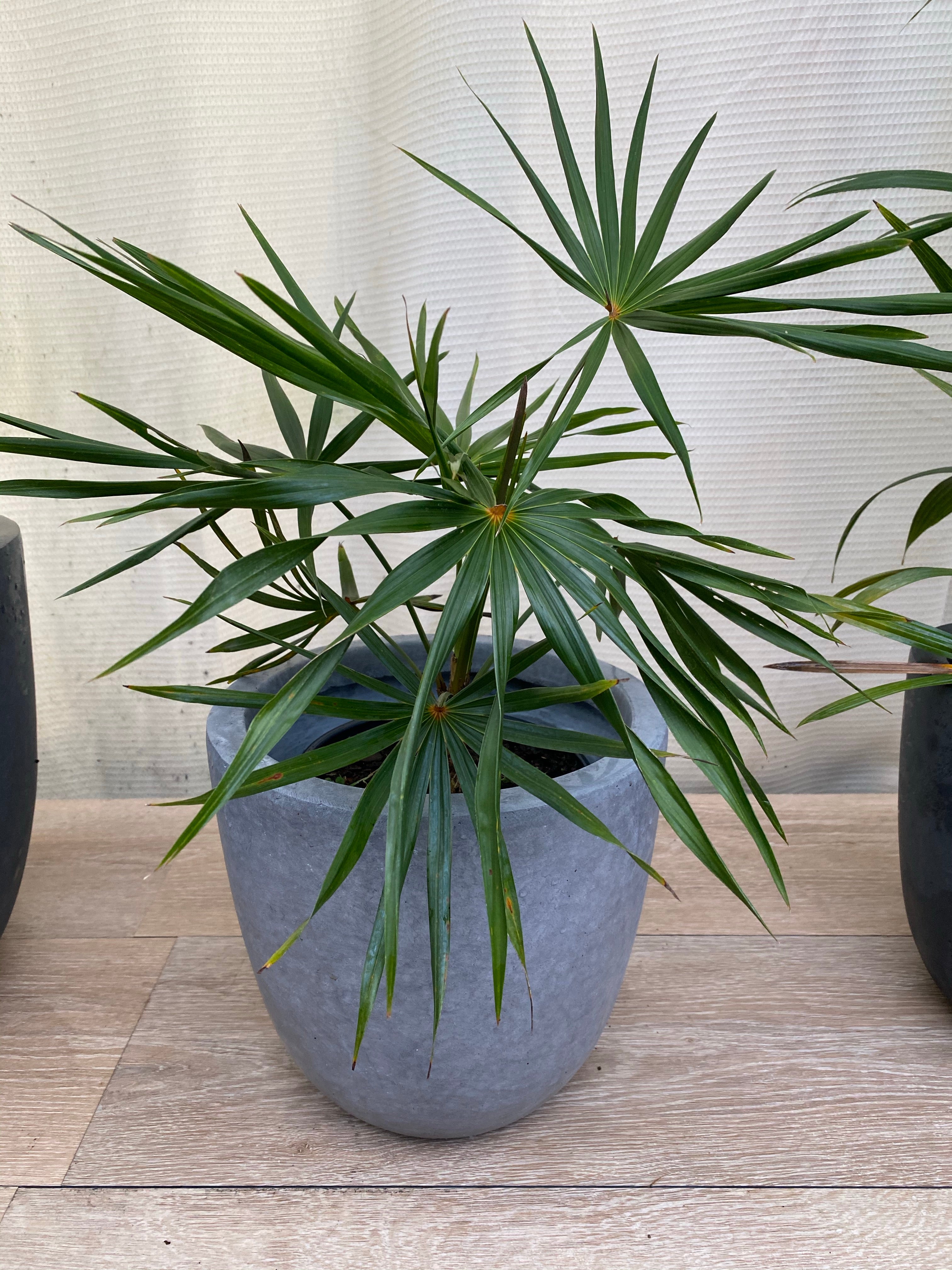 Old Man Palm, Rare and Exotic Palma Petate in a grey pot