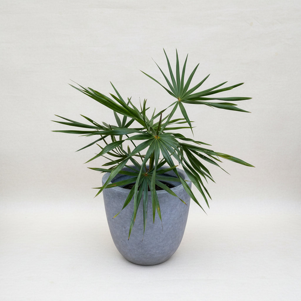 Old Man Palm, Rare and Exotic Palma Petate in a grey pot