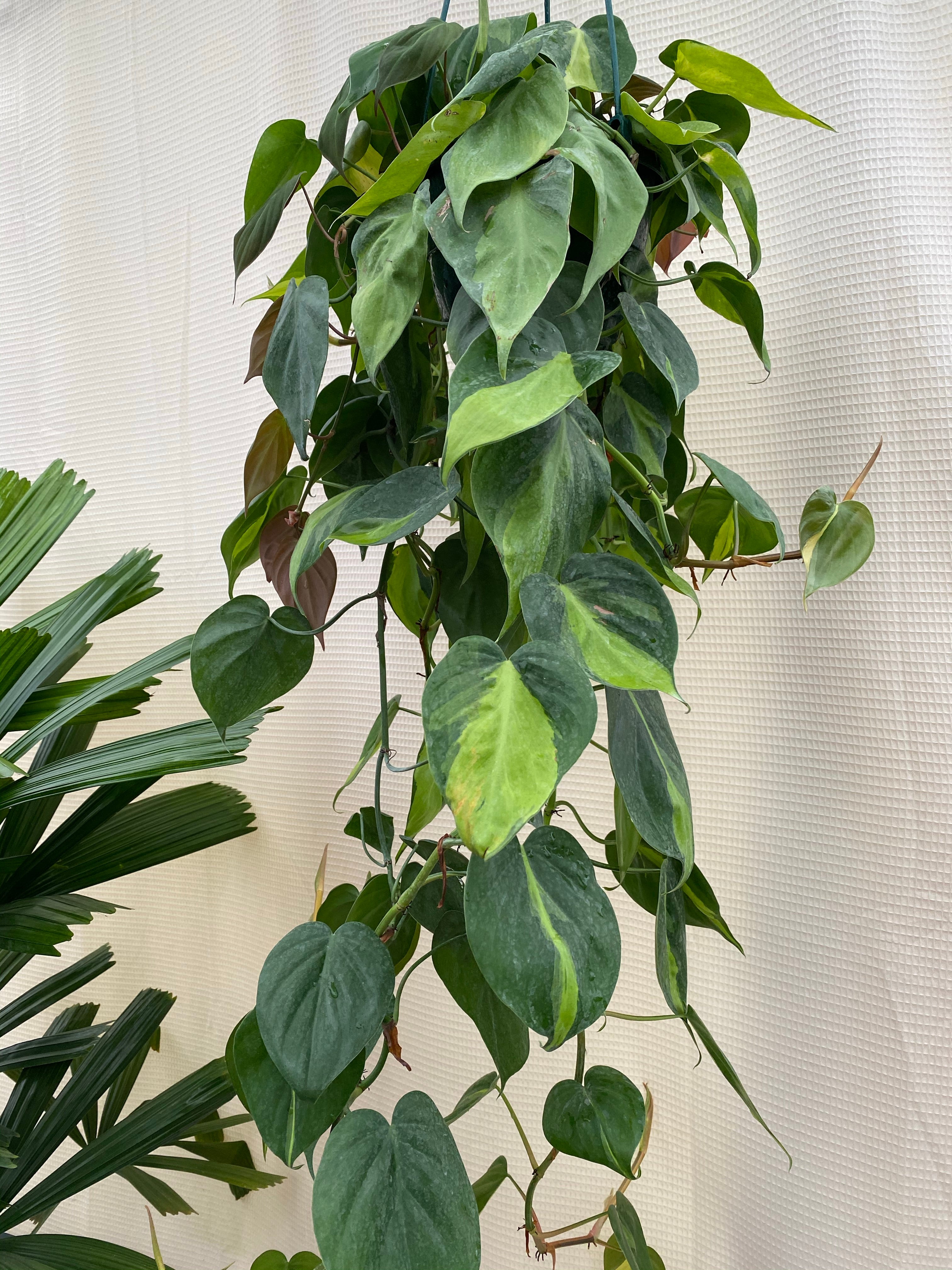 Philodendron Brazil in Hanging Basket, Live Tropical Vining Plant beside wall