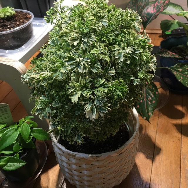 upper view of Aralia Ming Gold Bonsai Tree, Aralia Parsley, Live Plant