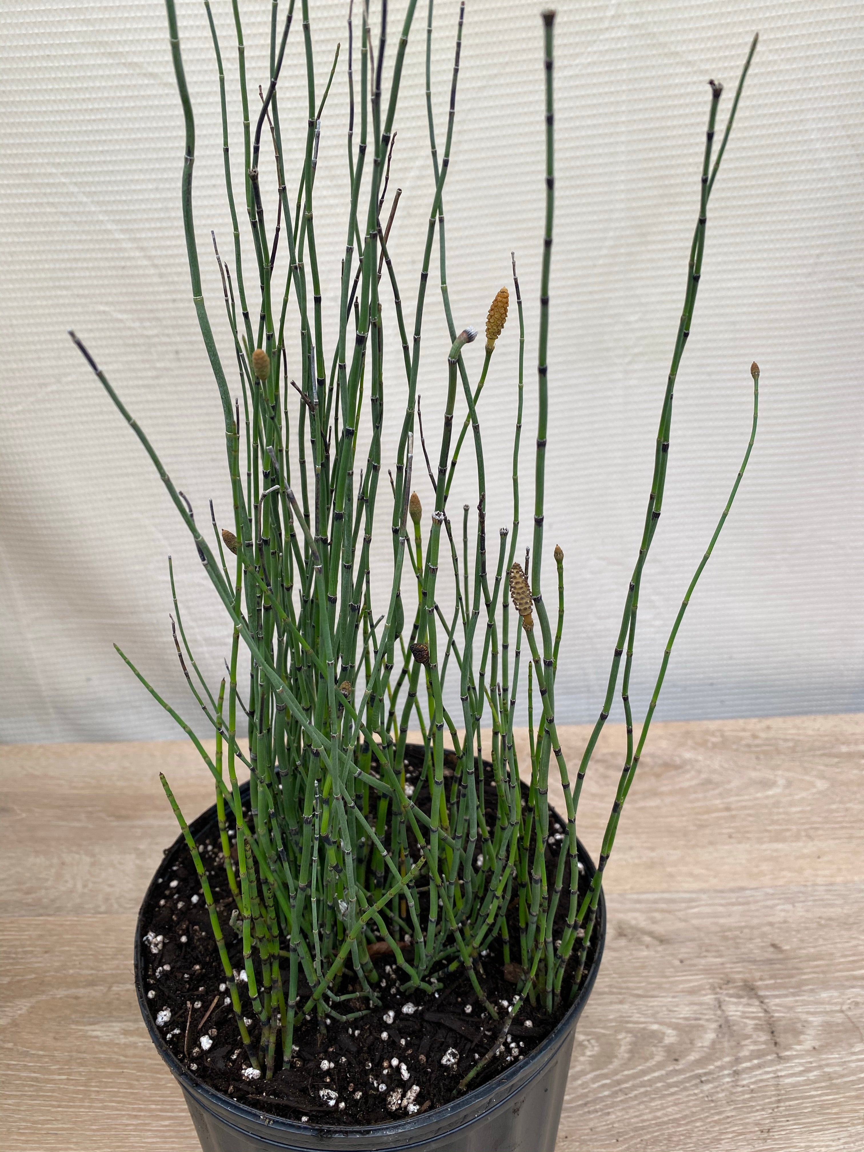 Horsetail Reed Grass, Equisetum Hyemale