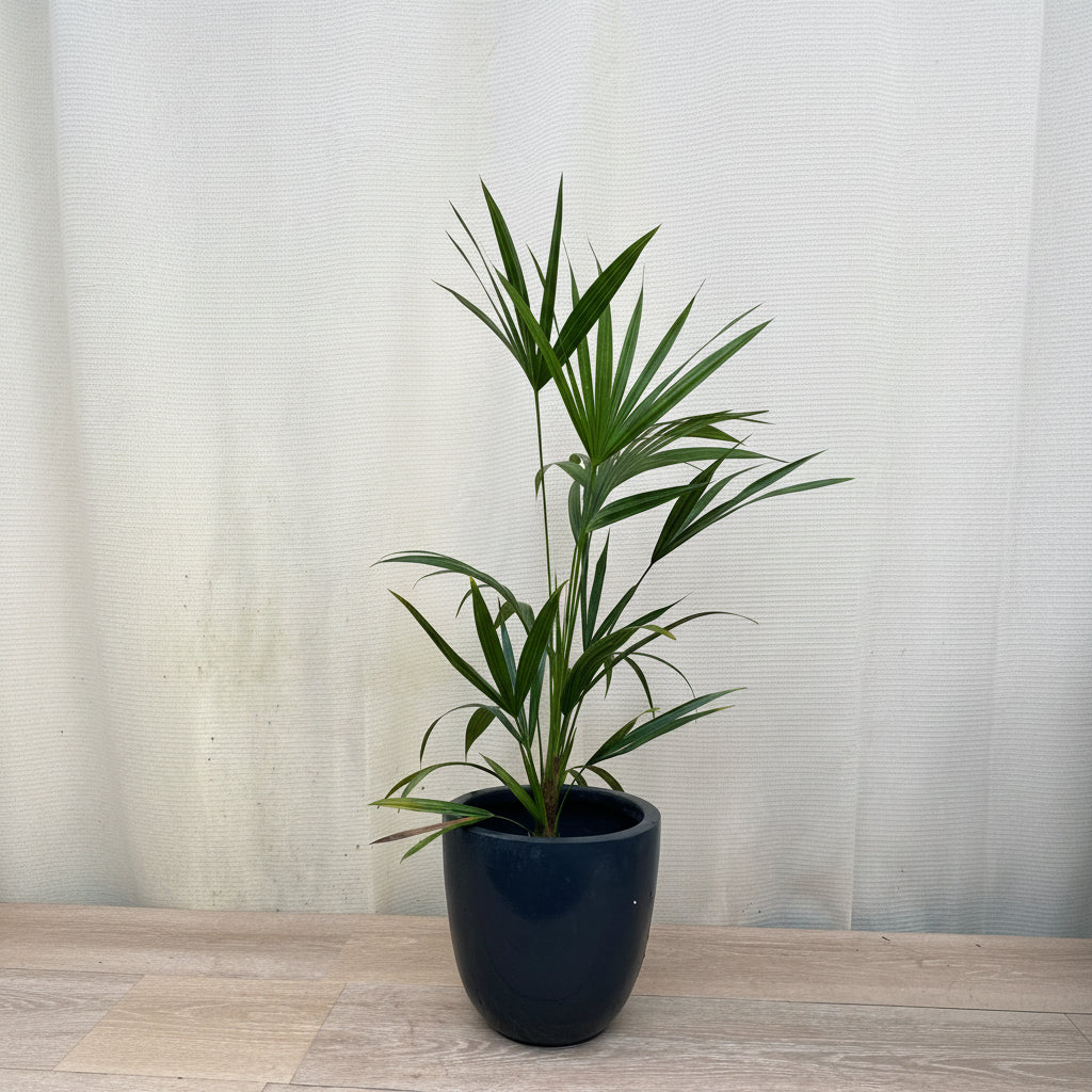 Florida Thatch Palm, Rare and Exotic in a pot