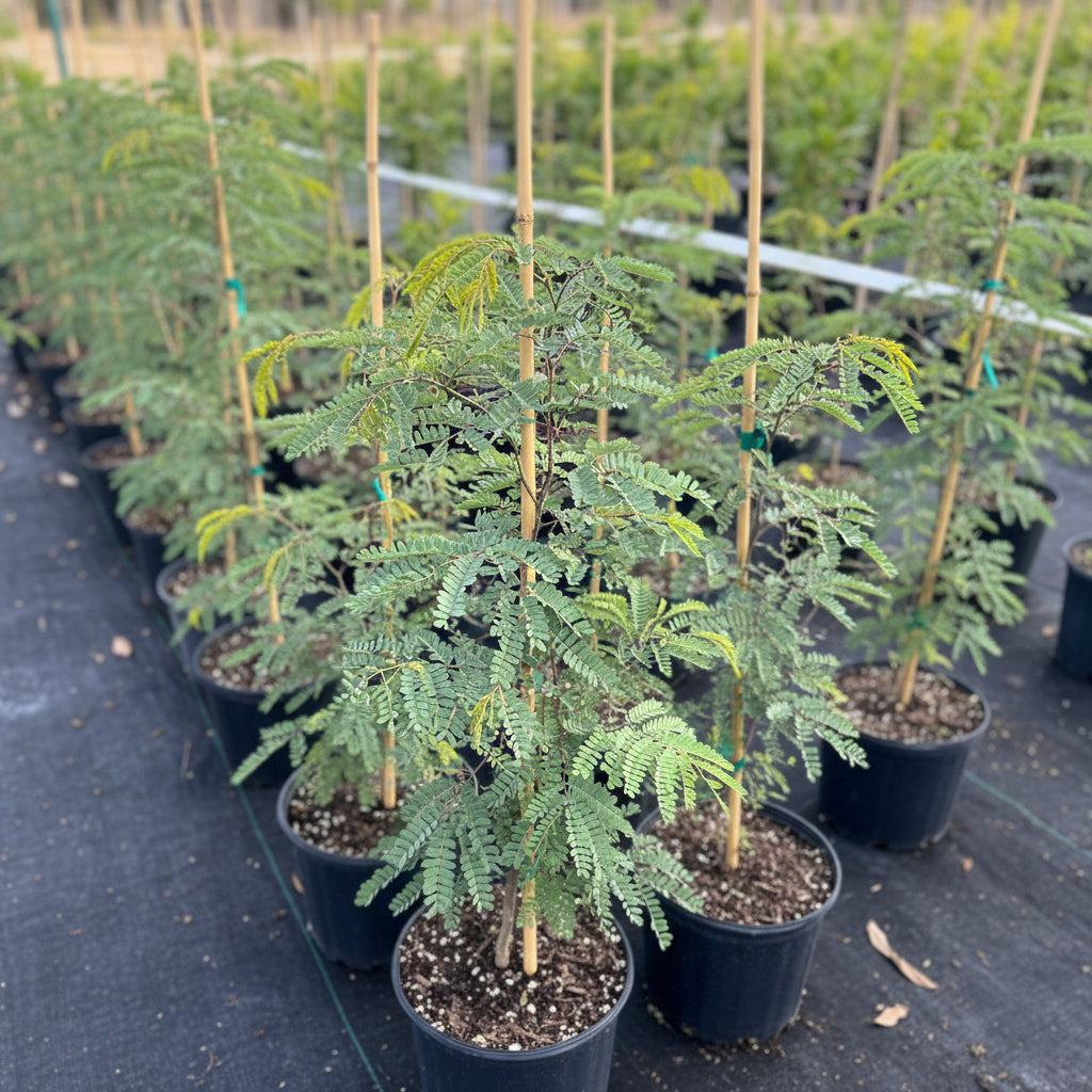 Wild Tamarind, Lysiloma latisiliquum in a 2gal pot in rows